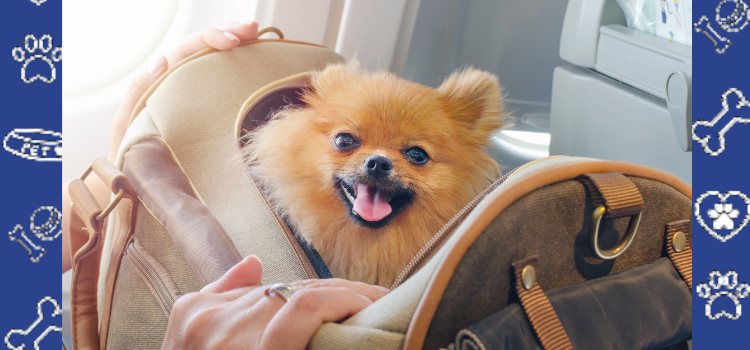 Top Airlines That Still Accept Emotional Support Animals in 2025