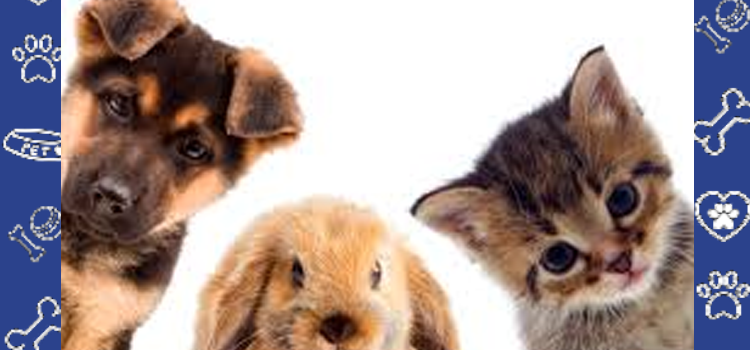 A Student’s Guide to Assistance Animals at New College of Florida (NCF)