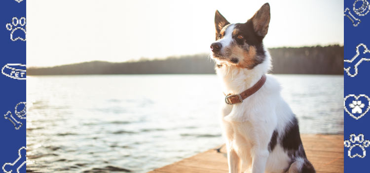 Your Psychiatric Service Dog Travel Letter: What Airlines in Ohio Really Need