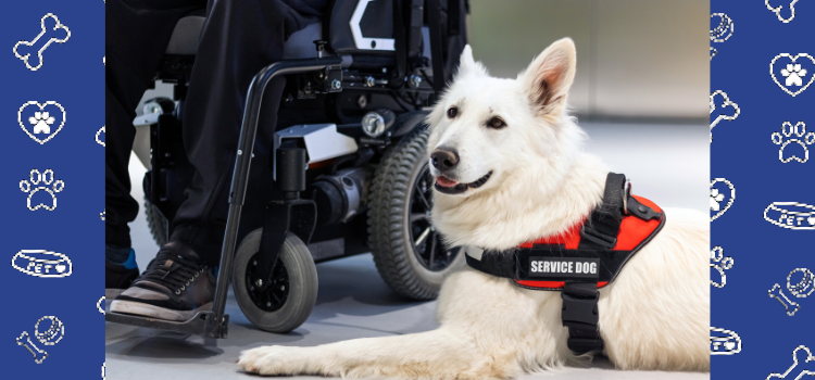 Breaking Myths: Common Misconceptions About Emotional Support Animals and Service Dogs