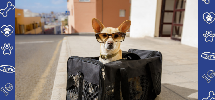 Traveling to the US with Your Dog? Get Your Psychiatric Service Dog Transportation Letter at PetCerts.com