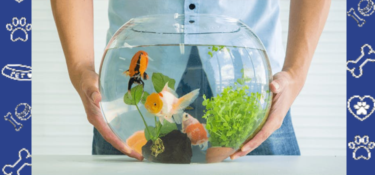 Serenity in Motion: How Aquarium Fish Reduce Stress and Promote Mindfulness