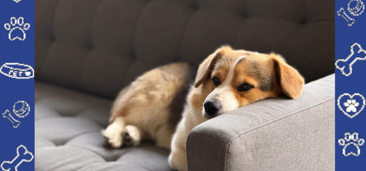 From Adoption Fees to Vet Bills: The Hidden Costs of Owning a Dog | Cheap ESA Letter 2026