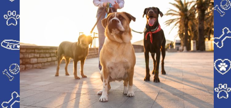 Renting with a Psychiatric Service Dog in Idaho: Tips for Success