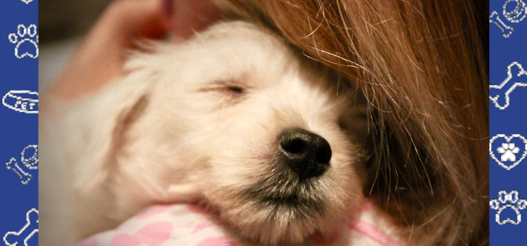 How Your Pet Can Be Your Emotional Support in NC