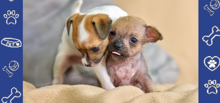 No Pets Allowed? Get a Cheap ESA Letter for Housing & Live with Your Animal! | Money-Back Guarantee