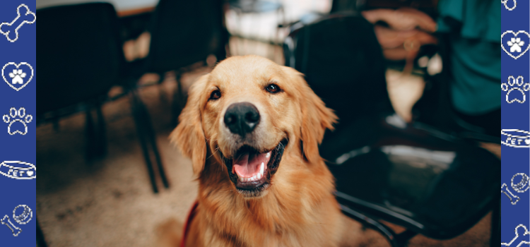 Dealing with Separation Anxiety in Golden Retrievers: How PetCerts.com Can Help with PSD Housing Letters