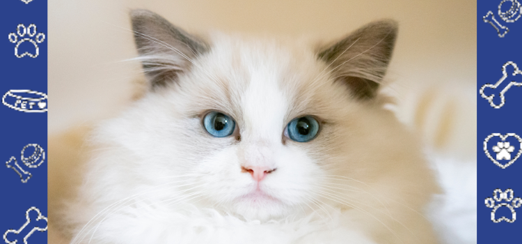 Why Emotional Support Animals Are Gaining Legal Ground in 2025