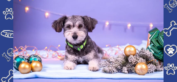 Preparing Your Emotional Support Animal for the Holiday Season: Travel, Guests, and More
