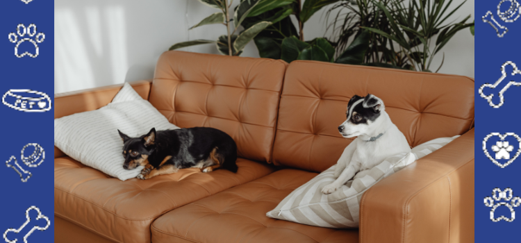 What Is an ESA Letter for Housing? | Emotional Support Animal Guide