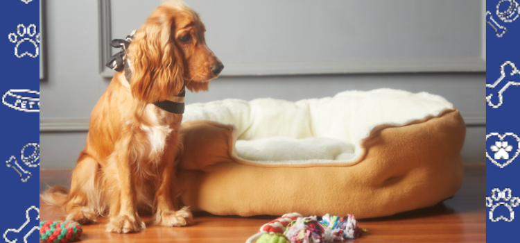 How a PSD Letter Can Help You Secure Pet-Friendly Housing in Texas