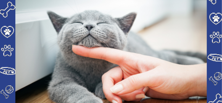 How Cats’ Intuition Matches Their Role as Support Animals