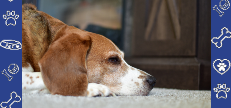 Cheap ESA Letter Online 2026: Fast, Legal & FHA Compliant | PetCerts