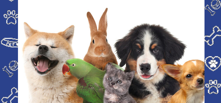 A Student’s Guide to Emotional Support Animals at Florida International University (FIU)