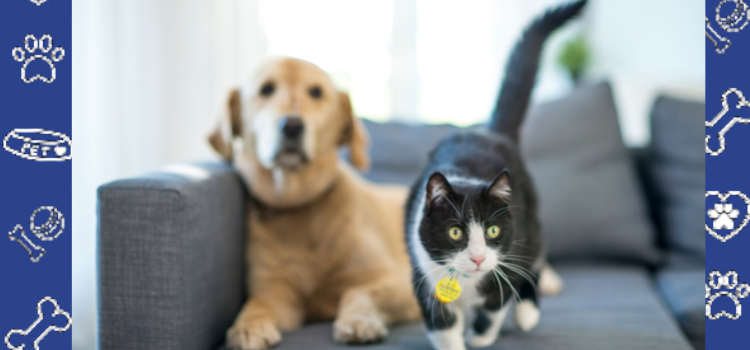 ESA Letter vs. Pet Policy in Florida Rentals: What’s the Difference?