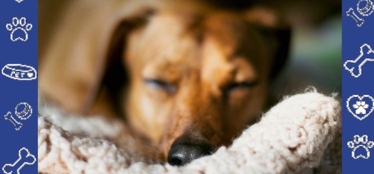 Affordable ESA Letters for Students: PetCerts.com Budget Guide (2026)