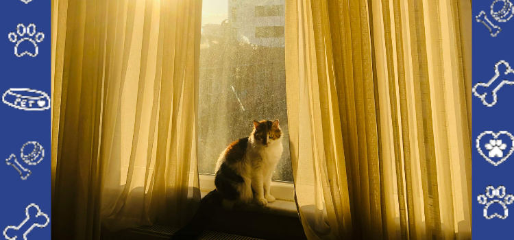PetCerts.com: Your Cheap Emotional Support Animal Letter & PSD Letter Timeline