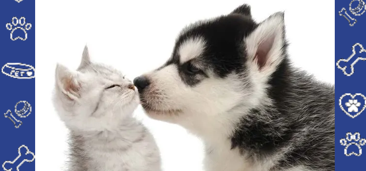 The Psychology Behind Emotional Support Animals: Mental Health Benefits Explained