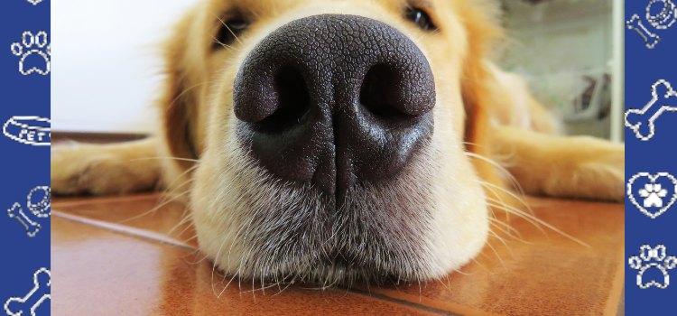 Top Dog Parks in South Dakota for Socializing Your Dog