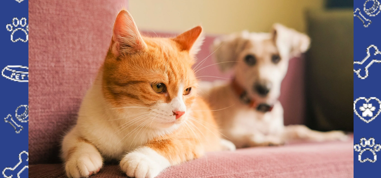 The 2026 Legal Guide to ESA Letters for Housing: Rights, Risks, and Multi-Animal Rules
