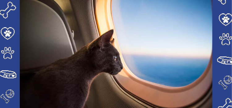 The Role of PetCerts.com in Ensuring Compliance with Air Travel Regulations in Georgia