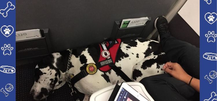 How to Handle Flight Delays and Cancellations When Traveling with a Psychiatric Service Dog by PetCerts.com