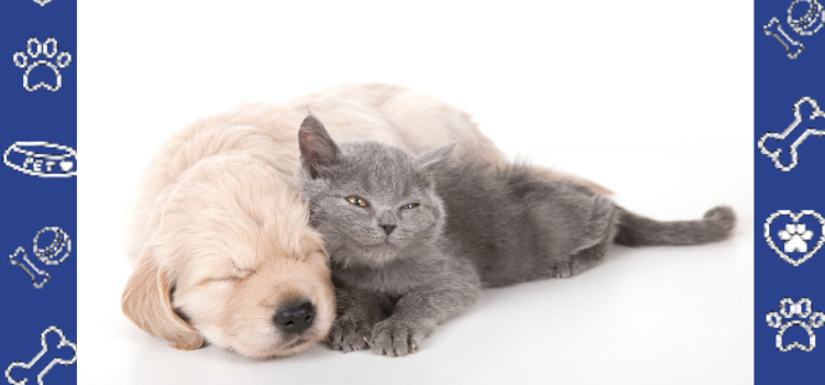 Utah Tenant's Guide to Emotional Support Animal