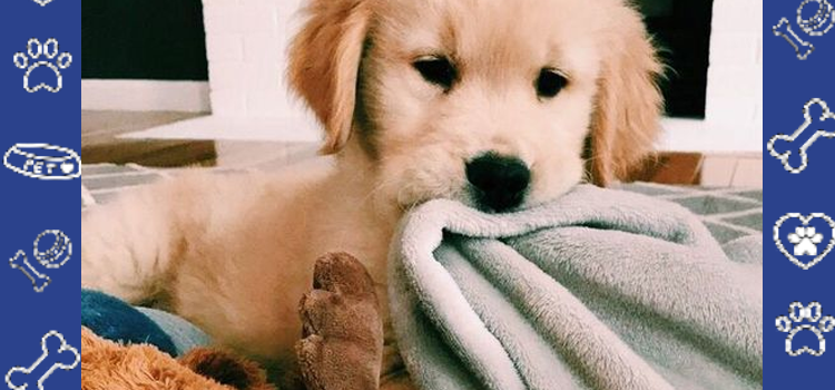 Spring Travel with Your Emotional Support Animal: What You Need to Know in 2026