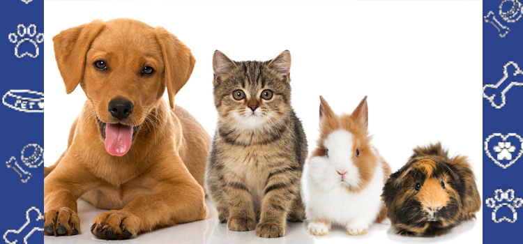 The Most Popular Emotional Support Animal Breeds in 2025 (and Why They’re Perfect Companions)