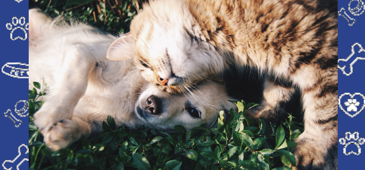Finding the Best Vets for Cats in Virginia: A Local’s Guide