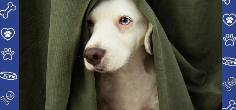 Recognizing Signs of Anxiety in Your Pet and How to Help