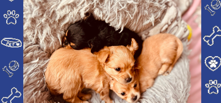 Affordable ESA Housing Letters | Step-by-Step Guide | PetCerts