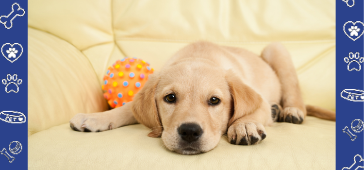 Integrating a Labrador Psychiatric Service Dog Into Your Family