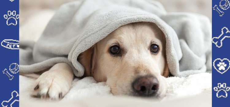 Fall with Your ESA: Comfort, Support & Housing Rights | PetCerts