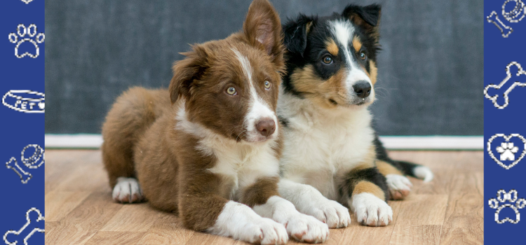 The Science Behind Dog Gender: How It Affects Behavior and Training