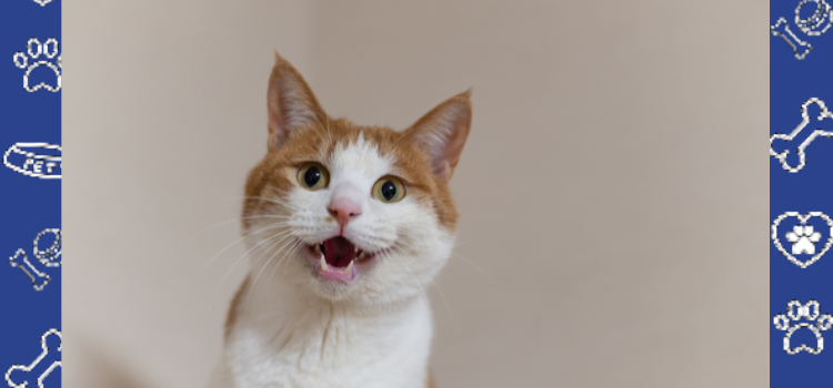 How to Keep Your Cat Cool in Utah’s Dry Summer Heat