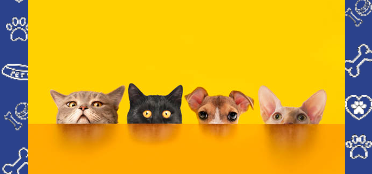 10 Ways Social Media Helps Pets in Need + How to Get a Cheap ESA Letter for Housing