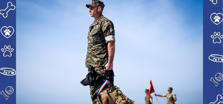 How Psychiatric Service Dogs Are Transforming the Lives of U.S. Marines