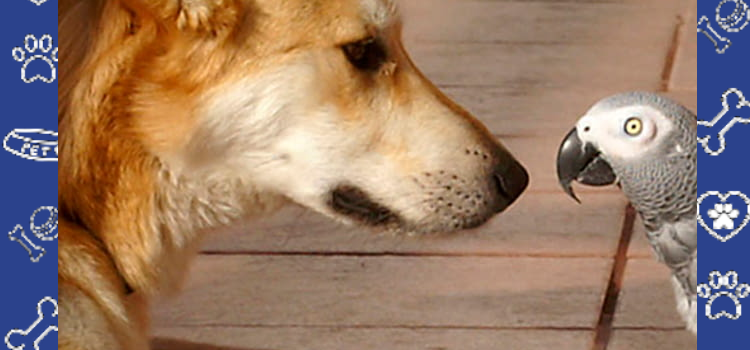 ESA Letter for Apartments With No-Pet Policies: What the FHA Says in 2026