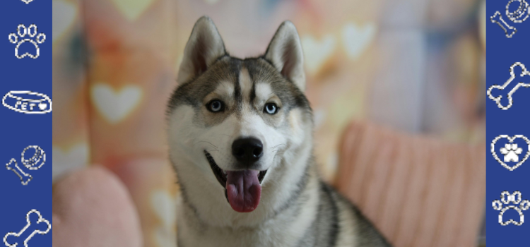 How to Help a Rescue Dog Overcome Anxiety and Fear- Cheap ESA Letter - 2026