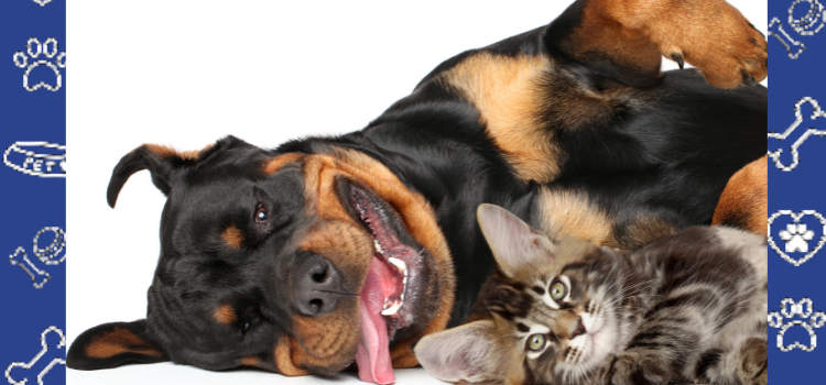 No-Pet Policy? Not for ESA Animals in West Virginia Apartments!