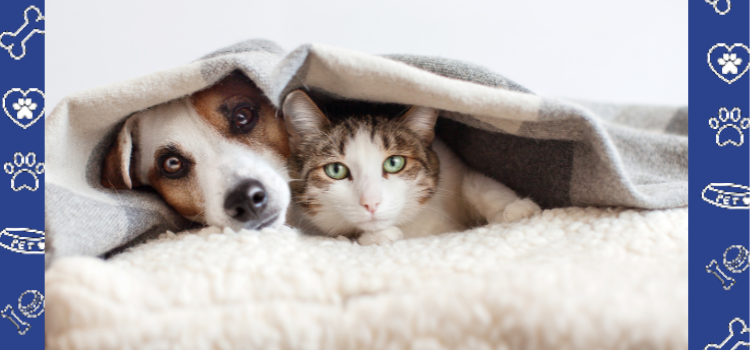 How Many Pets Can You Have Under an ESA Housing Letter in Florida?