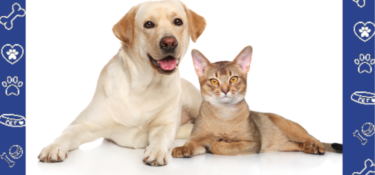 Decoding the Secret Language of Dogs and Cats: A Path to Deeper Connection