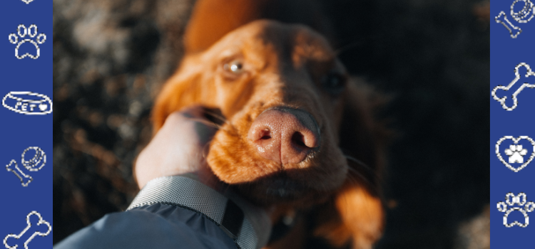 How to Find a Budget-Friendly ESA Letter with PetCerts.com