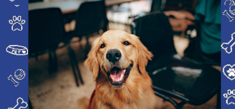 PetCerts.com: Get Reliable Cheap ESA Letters for Healthcare Workers | Fast & Affordable