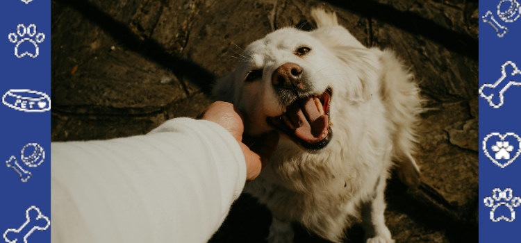 Affordable ESA Housing Letters | Avoid Pet Fees Legally