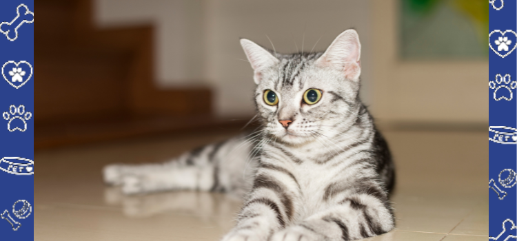 The American Shorthair: A Purr-fect Emotional Support Animal