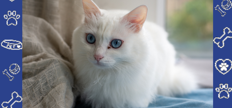 Affordable ESA Housing Letters for Renters Who Can’t Pay Pet Deposits | Petcerts