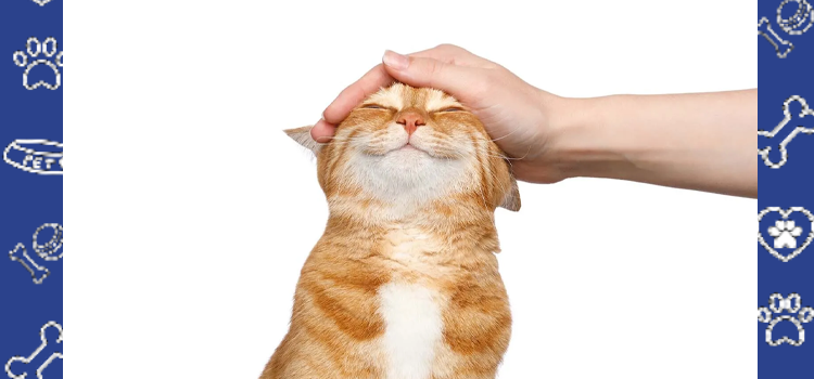ESA Documentation for Apartments With Pet Weight Limits in 2026: What Renters Need to Know