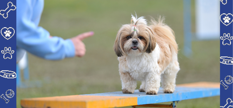 Debunking Common Myths About Shih Tzus: Insights from PetCerts.com